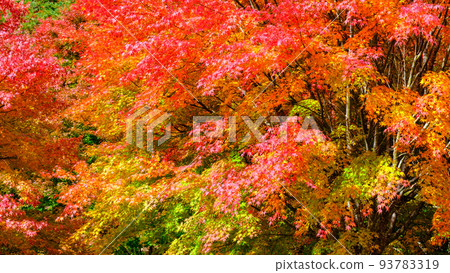 秋天的樹葉 93783319