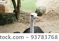 Ostrich (Struthio camelus) 93783768