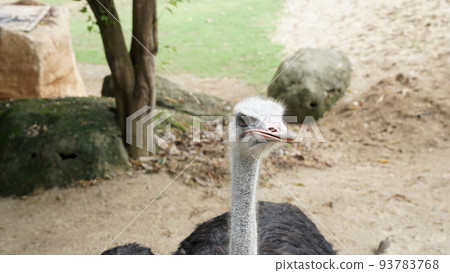 鴕鳥 (Struthio camelus) 鴕鳥 (Struthio camelus) 93783768