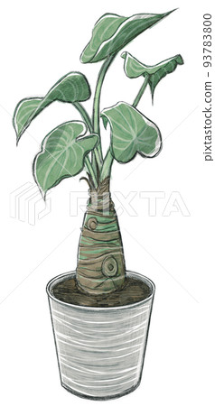Hand-drawn botanical illustration Alocasia (body green) 93783800