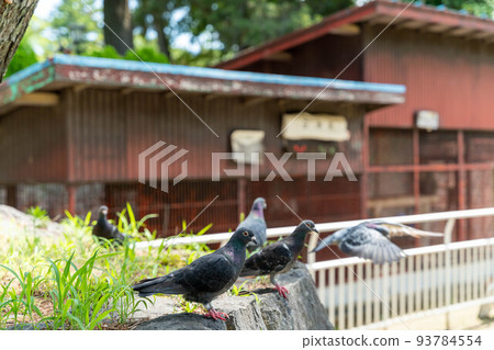 Tsuchiura Castle Flock of Pigeons Tsuchiura Castle Flock of Pigeons 93784554