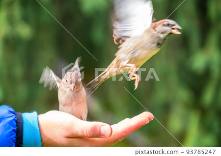 The boy feeds the birds with seeds from his hand. Sparrow eats seeds from the boy's hand 93785247