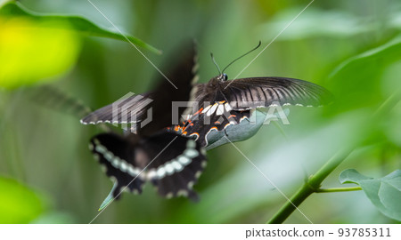 Two Common Mormon butterflies mating dance in the garden. motion blur in wings. 93785311