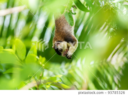 A beautiful grizzled giant squirrel hanging down from a branch and holding a fruit in both hands and feeding side view. 93785326