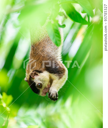 grizzled giant squirrel (Ratufa macroura) hanging down from a branch and holding a fruit in both hands and eating side view photo. 93785327