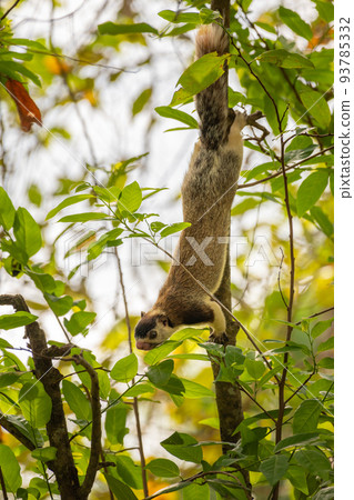 Grizzled giant squirrel (Ratufa macroura) hanging down from a branch and searching for food in the forest. Grizzled giant squirrel (Ratufa macroura) hanging down from a branch and searching for food in the forest. 93785332