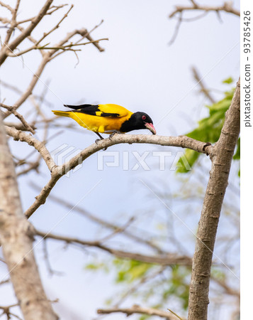 Black-hooded oriole bird perch on a branch and eats a worm. 93785426