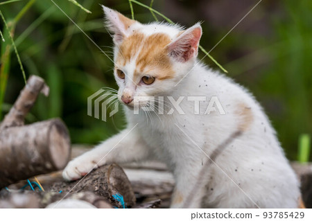 Kuu [0 years old: ♂ (presumed): carnivorous Felidae cat genus] 93785429