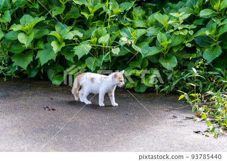 Kuu [0 years old: ♂ (presumed): carnivorous Felidae cat genus] 93785440