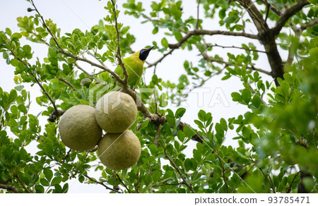 Jerdon's leafbird (Chloropsis Jerdoni) perch on a wood-apple tree, Spotted in Dry zone Hambantota. 93785471