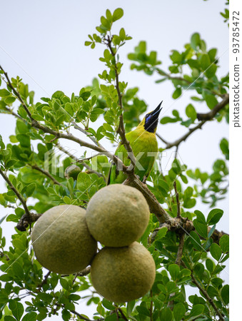 Jerdon's leafbird (Chloropsis Jerdoni) perch on a wood-apple tree, Spotted in Dry zone Hambantota. 93785472
