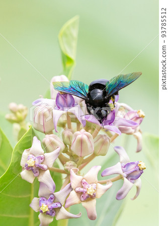 A Beautiful tropical carpenter bee drinking nectar from the milky weed flowers. A Beautiful tropical carpenter bee drinking nectar from the milky weed flowers. 93785512