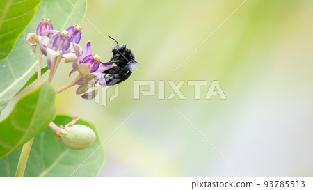 A tropical carpenter bee (Xylocopa Latipes) sipping nectar from the crown flower bunch. Carpenter bee isolated against a soft natural bokeh background. A tropical carpenter bee (Xylocopa Latipes) sipping nectar from the crown flower bunch. Carpenter bee isolated against a soft natural bokeh background. 93785513