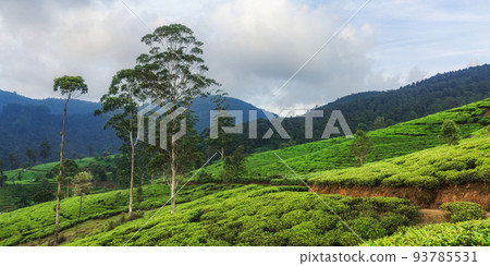 Nature Background Tea Plantation in up Country Near Nuwara Eliya, Sri Lanka 93785531