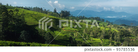 Tea plantation in up country near Nuwara Eliya, Sri Lanka Tea plantation in up country near Nuwara Eliya, Sri Lanka 93785536