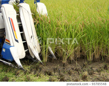 Combine harvester harvesting rice Combine harvester harvesting rice 93785548