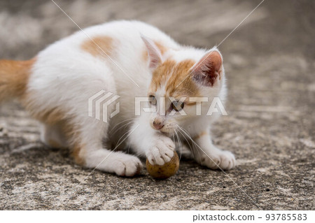 Kuu [0 years old: ♂ (presumed): carnivorous Felidae cat genus] 93785583