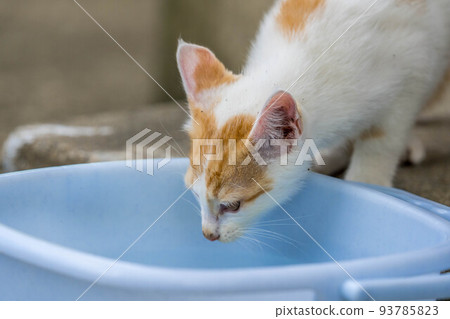 Kuu [0 years old: ♂ (presumed): carnivorous Felidae cat genus] 93785823