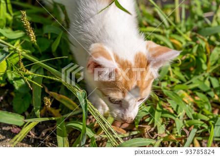 Kuu [0 years old: ♂ (presumed): carnivorous Felidae cat genus] 93785824