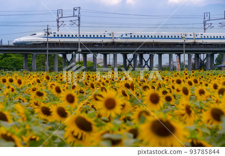 東海道新幹線N700A系列和向日葵田岐阜縣大垣市 東海道新幹線N700A系列和向日葵田岐阜縣大垣市 93785844