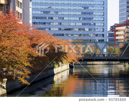 Autumn leaves of Oyoko River, Koto Ward 93785889