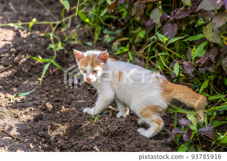Kuu [0 years old: ♂ (presumed): carnivorous Felidae cat genus] 93785916
