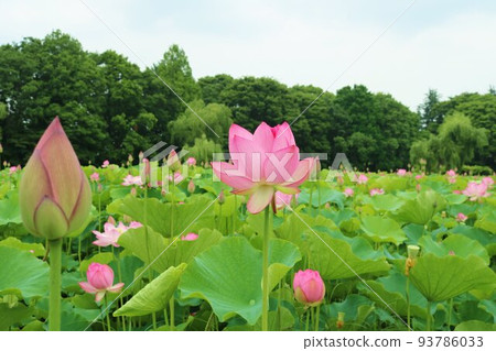 A green forest and gently blooming lotus flowers, a healing landscape in early summer, Koga A green forest and gently blooming lotus flowers, a healing landscape in early summer, Koga 93786033