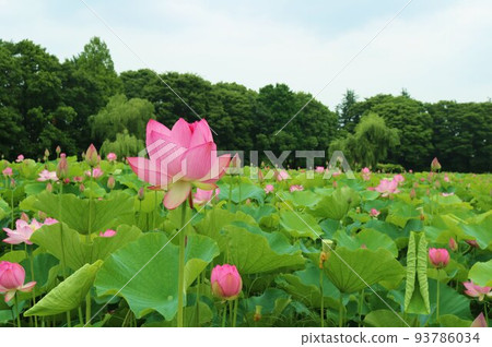 翠綠的森林,輕輕綻放的荷花,初夏治癒的風景,古賀 翠綠的森林,輕輕綻放的荷花,初夏治癒的風景,古賀 93786034