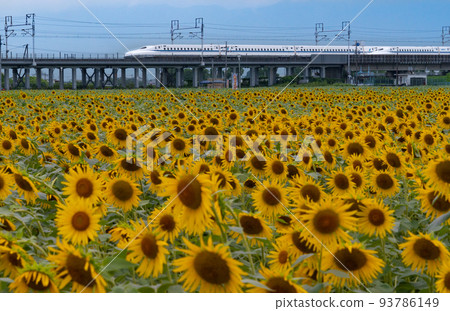 A field of sunflowers in full bloom and the Tokaido Shinkansen N700A series Ogaki City, Gifu Prefecture A field of sunflowers in full bloom and the Tokaido Shinkansen N700A series Ogaki City, Gifu Prefecture 93786149