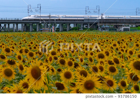 A field of sunflowers in full bloom and the Tokaido Shinkansen N700A series Ogaki City, Gifu Prefecture A field of sunflowers in full bloom and the Tokaido Shinkansen N700A series Ogaki City, Gifu Prefecture 93786150