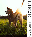Shiba  93786443