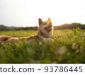 Shiba  93786445