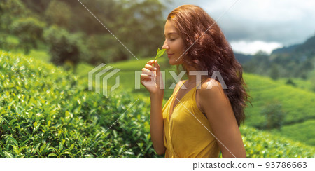 Traveler Woman With Tea Leaf in Hand During Her Travel to Famous Nature Landmark Tea Plantations  93786663