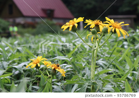 Summer flowers of Ryujindaira 93786769