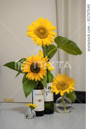 sunflower sunflower 93787040
