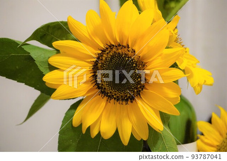 sunflower sunflower 93787041