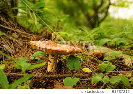 mushroom mushroom 93787215