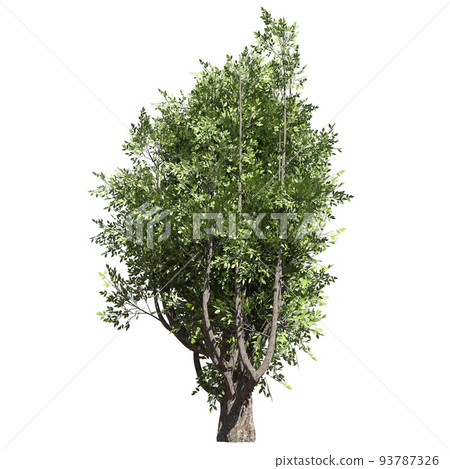 Fantasy tree 3d illustration isolated on white background 93787326