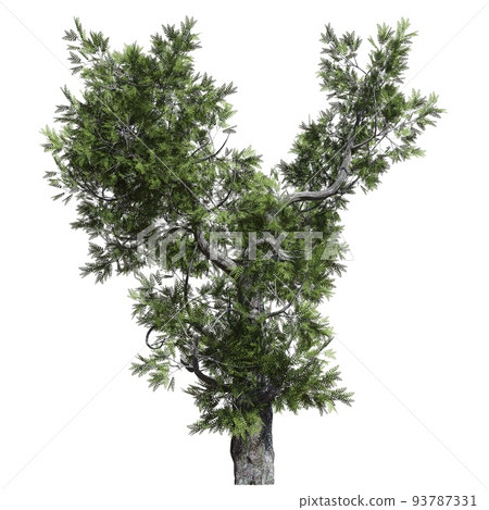 Fantasy tree 3d illustration isolated on white background 93787331