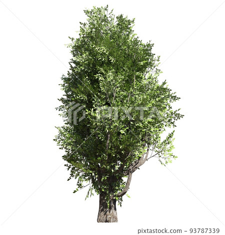 Fantasy tree 3d illustration isolated on white background 93787339