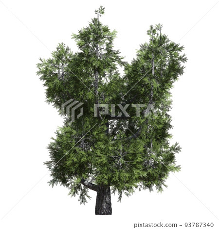 Fantasy tree 3d illustration isolated on white background Fantasy tree 3d illustration isolated on white background 93787340