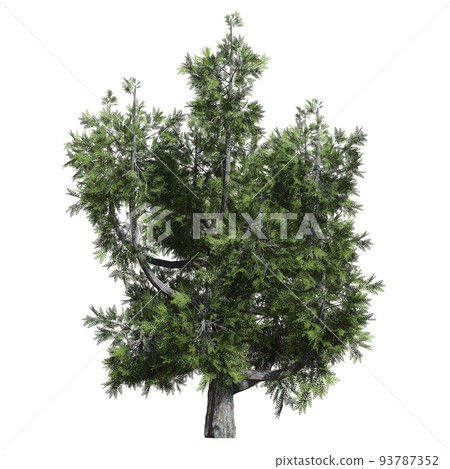 Fantasy tree 3d illustration isolated on white background Fantasy tree 3d illustration isolated on white background 93787352