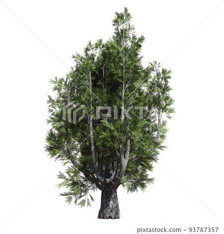 Fantasy tree 3d illustration isolated on white background Fantasy tree 3d illustration isolated on white background 93787357