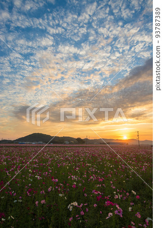Sunrise over a cosmos field (Sanko Village, Nakatsu City, Oita Prefecture) Sunrise over a cosmos field (Sanko Village, Nakatsu City, Oita Prefecture) 93787389