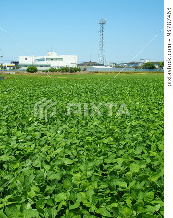 初夏早晨的毛豆田風景 93787463