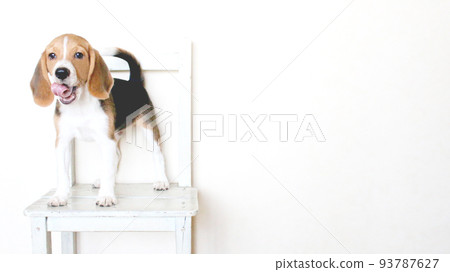 比格犬和椅子 比格犬和椅子 93787627