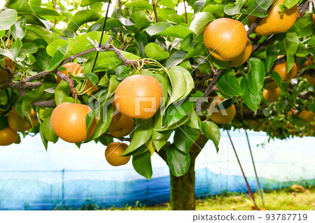 熟透的果園裡的梨 熟透的果園裡的梨 93787719