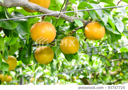 熟透的果園裡的梨 93787720
