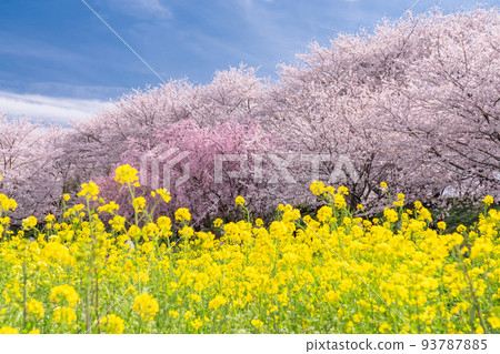 Cherry Blossom Trees And A Meadow Of Yellow Flowers In, 41% OFF