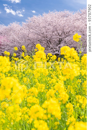 《埼玉縣》盛開的櫻花和油菜花・春天的權現堂 Tsutsumi 93787902